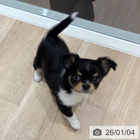 千葉県のチワワ(ロング) (ペットプラス 木更津店/2025年10月30日生まれ/男の子/ブラックタンホワイト)の子犬の3枚目の画像