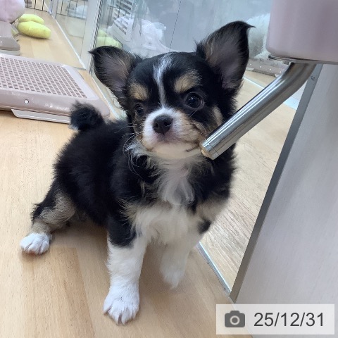 福岡県のチワワ(ロング) (ペットプラス 福岡店/2025年10月30日生まれ/女の子/ブラックタンホワイト)の子犬の4枚目の画像