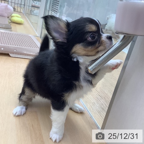 福岡県のチワワ(ロング) (ペットプラス 福岡店/2025年10月30日生まれ/女の子/ブラックタンホワイト)の子犬の3枚目の画像