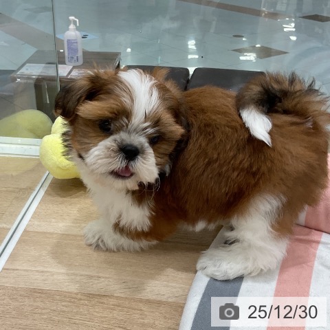 福岡県のシーズー (ペットプラス 八幡東店/2025年10月30日生まれ/男の子/ゴールドホワイト)の子犬の4枚目の画像