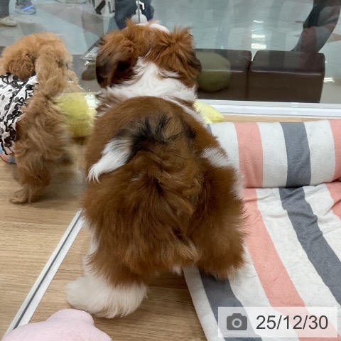 福岡県のシーズー (ペットプラス 八幡東店/2025年10月30日生まれ/男の子/ゴールドホワイト)の子犬の3枚目の画像