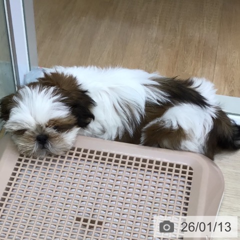 沖縄県のシーズー (ペットプラス 沖縄ライカム店/2025年10月30日生まれ/女の子/ホワイトゴールド)の子犬の3枚目の画像