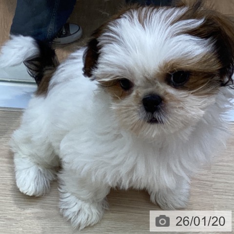 沖縄県のシーズー (ペットプラス 沖縄ライカム店/2025年10月30日生まれ/女の子/ホワイトゴールド)の子犬の4枚目の画像