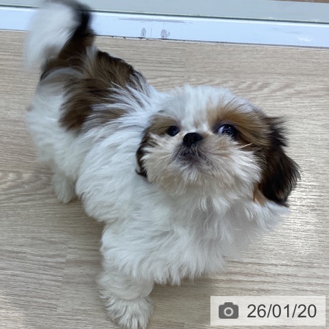 沖縄県のシーズー (ペットプラス 沖縄ライカム店/2025年10月30日生まれ/女の子/ホワイトゴールド)の子犬の3枚目の画像