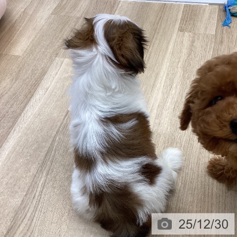 福岡県のシーズー (ペットプラス 春日店/2025年10月30日生まれ/女の子/ホワイトゴールド)の子犬の4枚目の画像