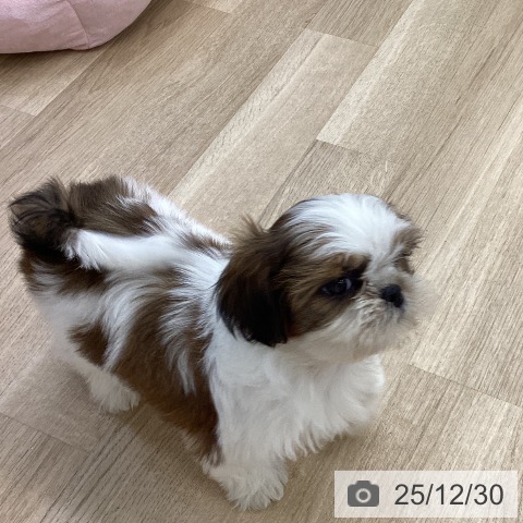 福岡県のシーズー (ペットプラス 春日店/2025年10月30日生まれ/女の子/ホワイトゴールド)の子犬の3枚目の画像