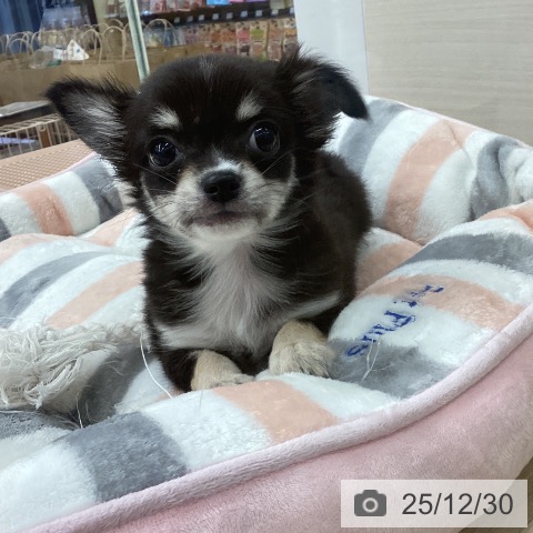 福岡県のチワワ(ロング) (ペットプラス 春日店/2025年10月28日生まれ/女の子/ブラックタンホワイト)の子犬の4枚目の画像