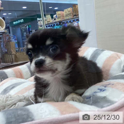 福岡県のチワワ(ロング) (ペットプラス 春日店/2025年10月28日生まれ/女の子/ブラックタンホワイト)の子犬の3枚目の画像