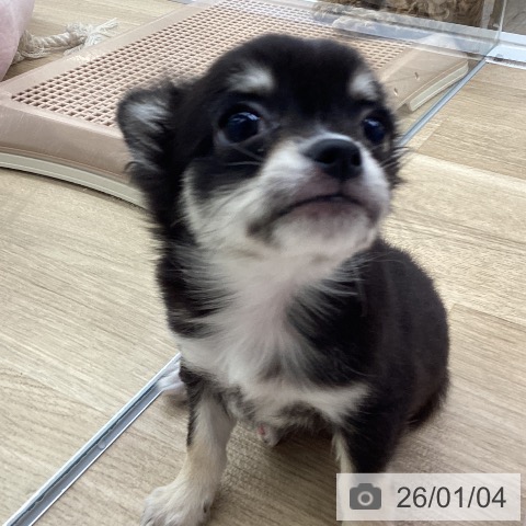 福岡県のチワワ(ロング) (ペットプラス 春日店/2025年10月28日生まれ/女の子/ブラックタンホワイト)の子犬の4枚目の画像