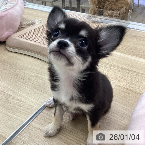 福岡県のチワワ(ロング) (ペットプラス 春日店/2025年10月28日生まれ/女の子/ブラックタンホワイト)の子犬の3枚目の画像