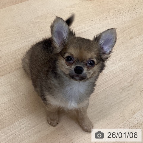 熊本県のチワワ(ロング) (ペットプラス 熊本店/2025年10月30日生まれ/男の子/レッド)の子犬の4枚目の画像