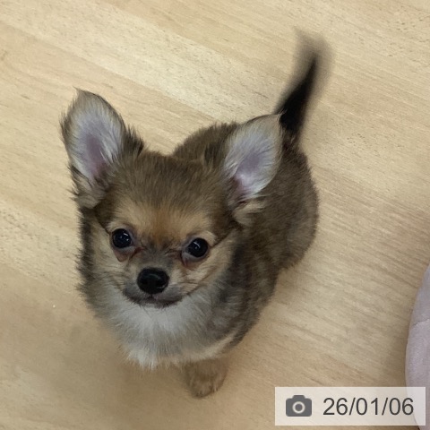 熊本県のチワワ(ロング) (ペットプラス 熊本店/2025年10月30日生まれ/男の子/レッド)の子犬の3枚目の画像