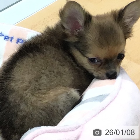 熊本県のチワワ(ロング) (ペットプラス 熊本店/2025年10月30日生まれ/男の子/レッド)の子犬の3枚目の画像