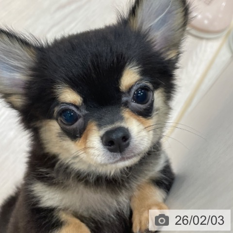 千葉県のチワワ(ロング) (ペットプラス ユーカリが丘店/2025年10月30日生まれ/男の子/ブラックタン)の子犬の4枚目の画像