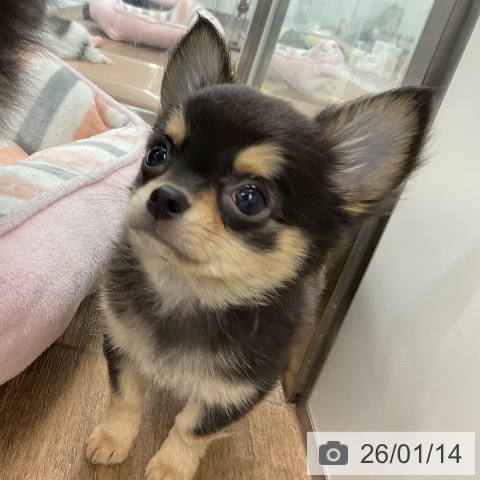 千葉県のチワワ(ロング) (ペッツワン 千葉ニュータウン店/2025年10月30日生まれ/男の子/ブラックタン)の子犬の3枚目の画像