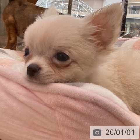 福岡県のチワワ(ロング) (ペットプラス ららぽーと福岡店/2025年10月18日生まれ/男の子/クリームホワイト)の子犬の4枚目の画像