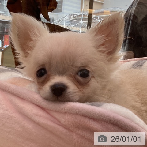福岡県のチワワ(ロング) (ペットプラス ららぽーと福岡店/2025年10月18日生まれ/男の子/クリームホワイト)の子犬の3枚目の画像