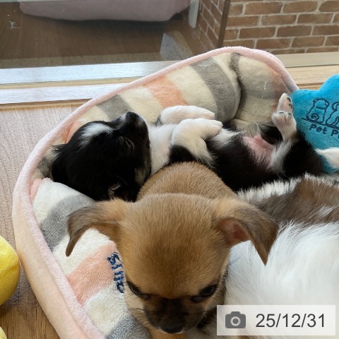 福岡県のチワワ(ロング) (ペットプラス ららぽーと福岡店/2025年10月30日生まれ/男の子/ブラックタンホワイト)の子犬の4枚目の画像