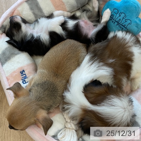 福岡県のチワワ(ロング) (ペットプラス 春日店/2025年10月30日生まれ/男の子/ブラックタンホワイト)の子犬の4枚目の画像