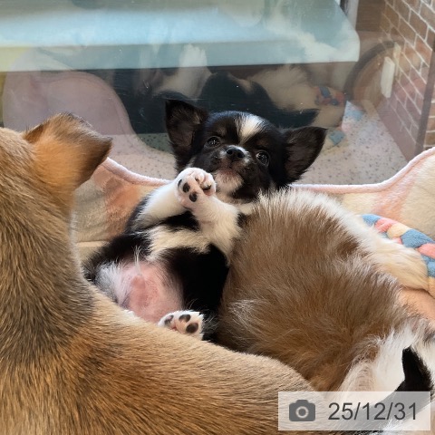 福岡県のチワワ(ロング) (ペットプラス ららぽーと福岡店/2025年10月30日生まれ/男の子/ブラックタンホワイト)の子犬の3枚目の画像