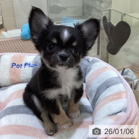 熊本県のチワワ(ロング) (ペットプラス 熊本店/2025年10月30日生まれ/女の子/ブラックタンホワイト)の子犬の4枚目の画像