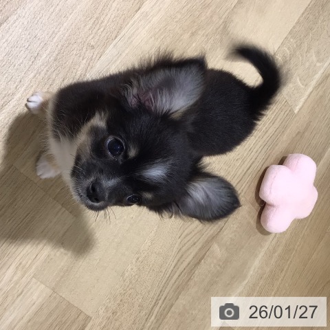 鹿児島県のチワワ(ロング) (ペットプラス 姶良店/2025年10月30日生まれ/女の子/ブラックタンホワイト)の子犬の4枚目の画像