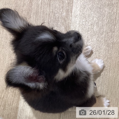 鹿児島県のチワワ(ロング) (ペットプラス 姶良店/2025年10月30日生まれ/女の子/ブラックタンホワイト)の子犬の4枚目の画像