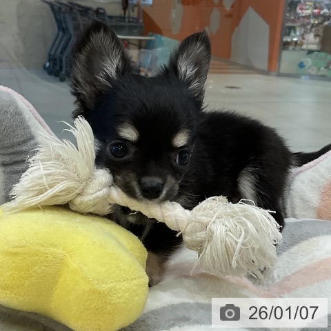 福岡県のチワワ(ロング) (ペットプラス 香椎浜店/2025年10月30日生まれ/女の子/ブラックタンホワイト)の子犬の4枚目の画像