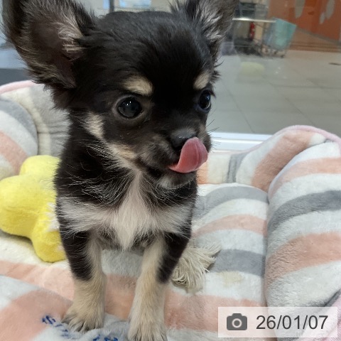 福岡県のチワワ(ロング) (ペットプラス 香椎浜店/2025年10月30日生まれ/女の子/ブラックタンホワイト)の子犬の4枚目の画像