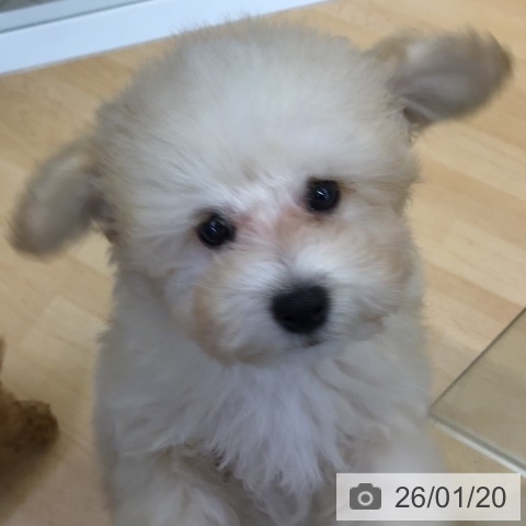 福岡県のトイプードル(トイ) (ペットプラス 福岡店/2025年10月26日生まれ/男の子/クリーム)の子犬の4枚目の画像