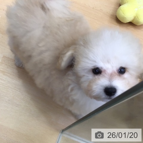 福岡県のトイプードル(トイ) (ペットプラス 福岡店/2025年10月26日生まれ/男の子/クリーム)の子犬の3枚目の画像