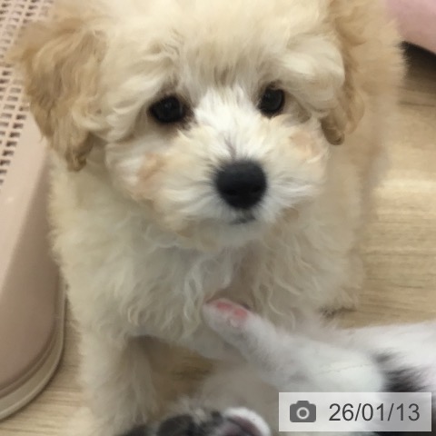 トイ・プードルの写真