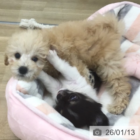 トイ・プードルの写真