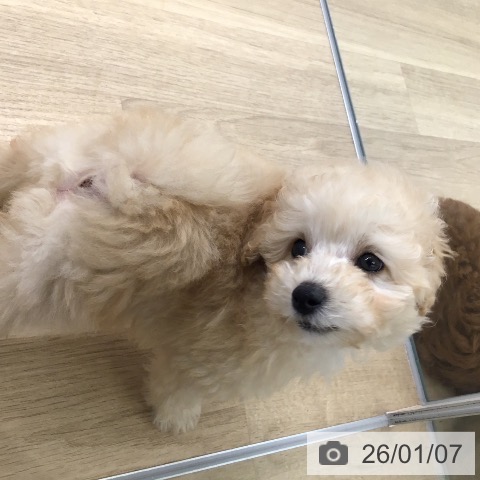 福岡県のトイプードル(トイ) (ペットプラス 春日店/2025年10月26日生まれ/男の子/クリーム)の子犬の4枚目の画像