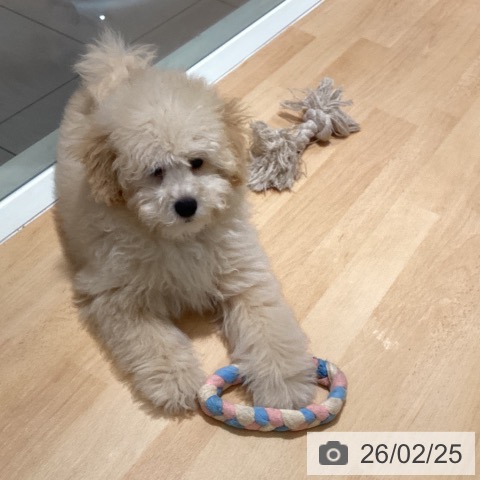 鹿児島県のトイプードル(トイ) (ペットプラス 姶良店/2025年10月26日生まれ/男の子/クリーム)の子犬の4枚目の画像