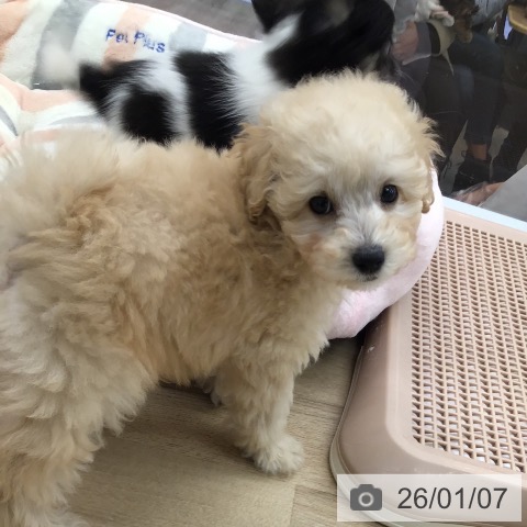 福岡県のトイプードル(トイ) (ペットプラス 春日店/2025年10月26日生まれ/男の子/クリーム)の子犬の3枚目の画像