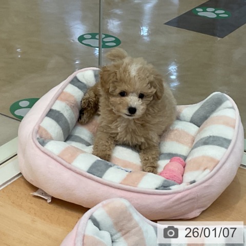 福岡県のトイプードル(トイ) (ペットプラス 福岡伊都店/2025年10月26日生まれ/男の子/クリーム)の子犬の4枚目の画像