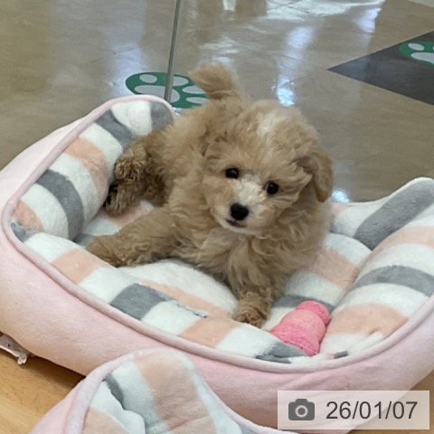 福岡県のトイプードル(トイ) (ペットプラス 福岡伊都店/2025年10月26日生まれ/男の子/クリーム)の子犬の3枚目の画像