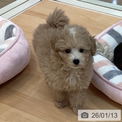 福岡県のトイプードル(トイ) (ペットプラス 福岡伊都店/2025年10月26日生まれ/男の子/クリーム)の子犬の3枚目の画像