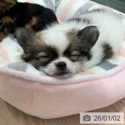 埼玉県のチワワ(ロング) (ペットプラス 上尾店/2025年10月31日生まれ/男の子/ホワイトセーブル)の子犬の3枚目の画像