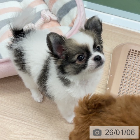 埼玉県のチワワ(ロング) (ペットプラス 上尾店/2025年10月31日生まれ/男の子/ホワイトセーブル)の子犬の3枚目の画像