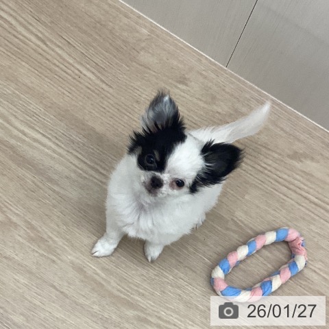 長崎県のチワワ(ロング) (ペットプラス 長崎店/2025年10月31日生まれ/女の子/ホワイトブラック)の子犬の3枚目の画像
