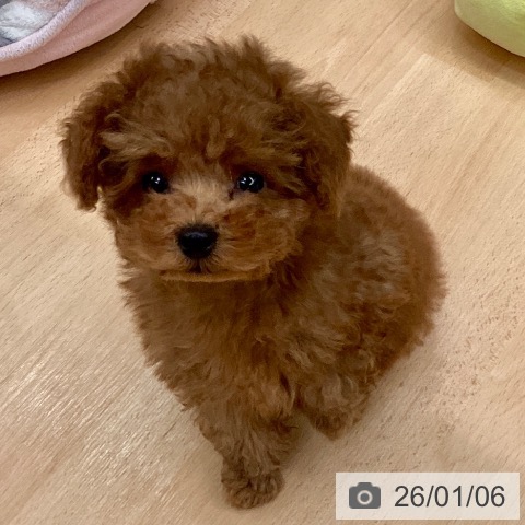 熊本県のトイプードル(トイ) (ペットプラス 熊本店/2025年10月30日生まれ/男の子/レッド)の子犬の4枚目の画像