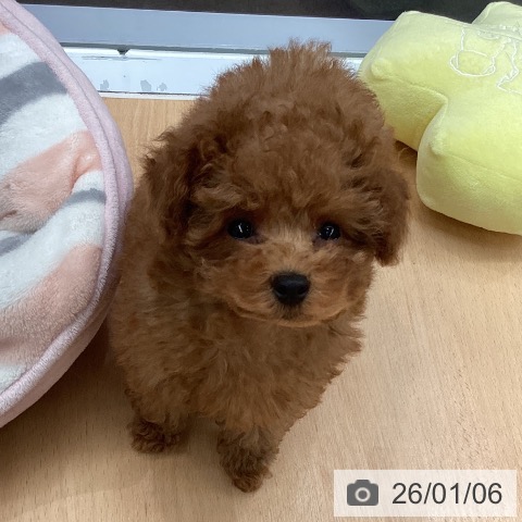 熊本県のトイプードル(トイ) (ペットプラス 熊本店/2025年10月30日生まれ/男の子/レッド)の子犬の3枚目の画像