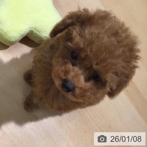 熊本県のトイプードル(トイ) (ペットプラス 熊本店/2025年10月30日生まれ/男の子/レッド)の子犬の4枚目の画像