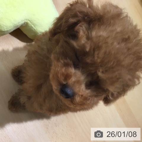 熊本県のトイプードル(トイ) (ペットプラス 熊本店/2025年10月30日生まれ/男の子/レッド)の子犬の3枚目の画像