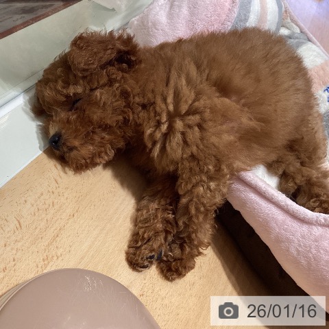 鹿児島県のトイプードル(トイ) (ペットプラス 姶良店/2025年10月30日生まれ/女の子/レッド)の子犬の4枚目の画像