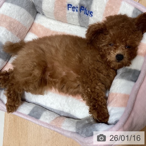 鹿児島県のトイプードル(トイ) (ペットプラス 姶良店/2025年10月30日生まれ/女の子/レッド)の子犬の3枚目の画像