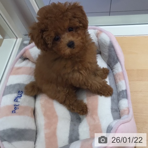 鹿児島県のトイプードル(トイ) (ペットプラス 姶良店/2025年10月30日生まれ/女の子/レッド)の子犬の3枚目の画像