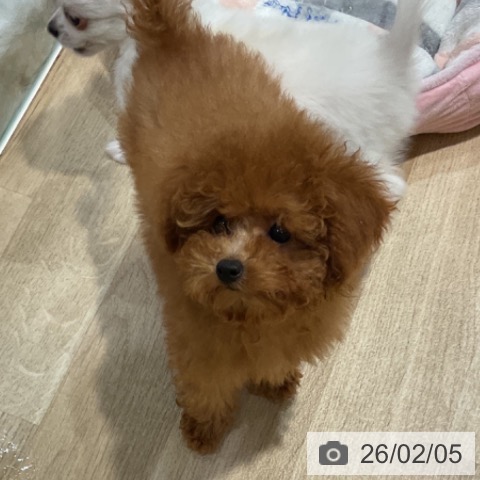 福岡県のトイプードル(トイ) (ペットプラス 小倉南店/2025年10月30日生まれ/女の子/レッド)の子犬の4枚目の画像